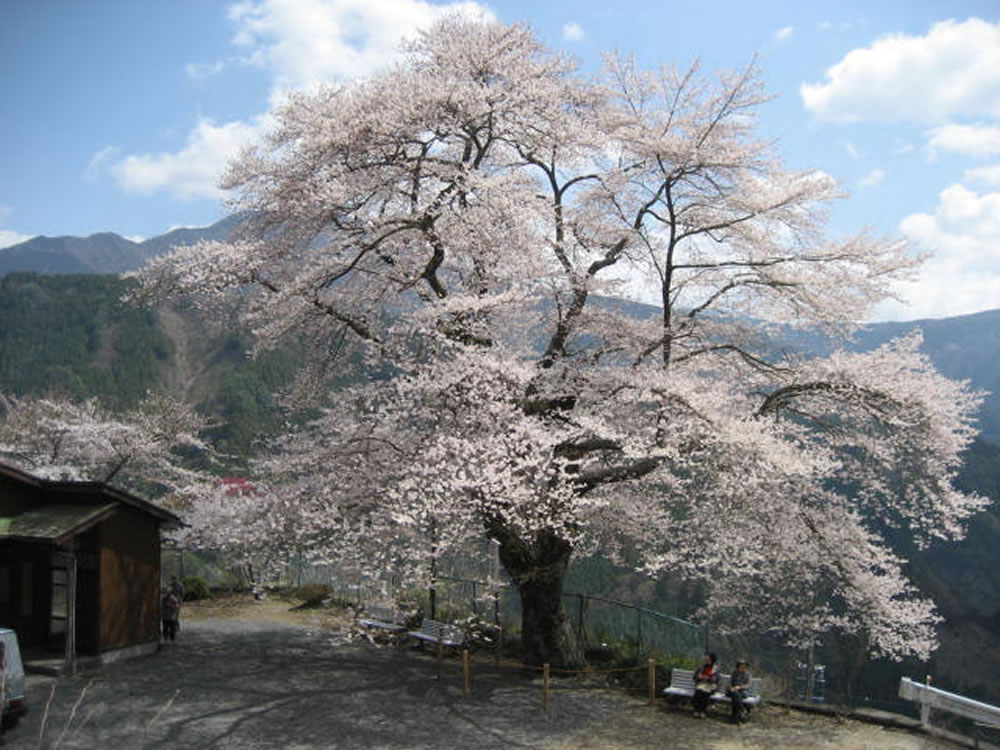 misakubo-season-spring